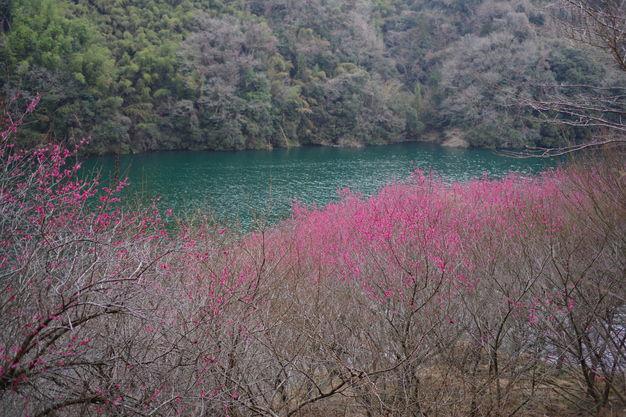 ペンタックス HD PENTAX-FA35mm F2 を使ってみました ／ 奈良 月ヶ瀬 